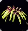 Bulbophyllum picturatum